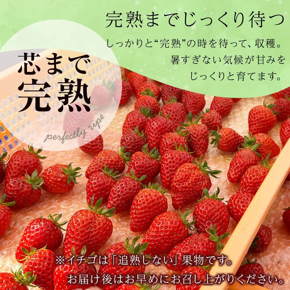 【2027年2月下旬以降発送】北海道産 完熟よつぼし苺(約250g×4パック)
