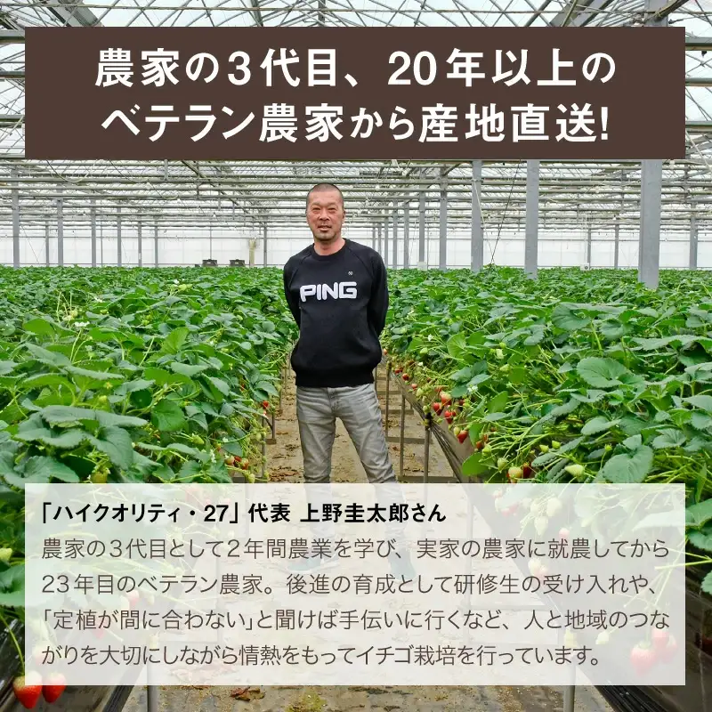 いちご とちあいか 18粒入【栃木県共通返礼品】 | いちご イチゴ 苺 とちあいか 生いちご 高級いちご 季節の果物 栃木県産 国産 農家直送 ギフト プレゼント お祝い お返し いちごギフト ※2026年12月～発送
