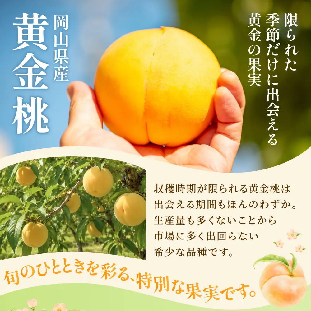桃 岡山県産 化粧箱り黄金桃3.8kg 【hnds010】