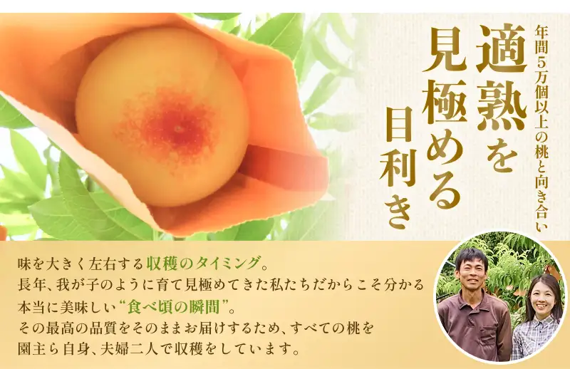 桃 完熟の岡山白桃 約1.4kg（4～6玉）ご家庭用 品種お任せ 【kbmm002】