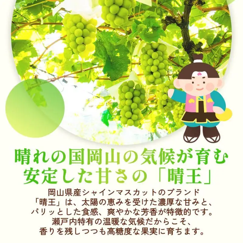 シャインマスカット 晴王 訳あり 岡山県産 シャインマスカット【2～3房 計1.5kg以上】【先行予約】