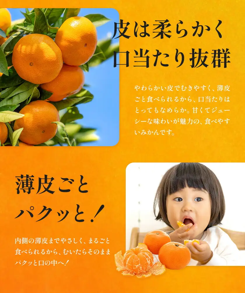 温州みかん 約10㎏ 日本フルーツ株式会社 ミカン