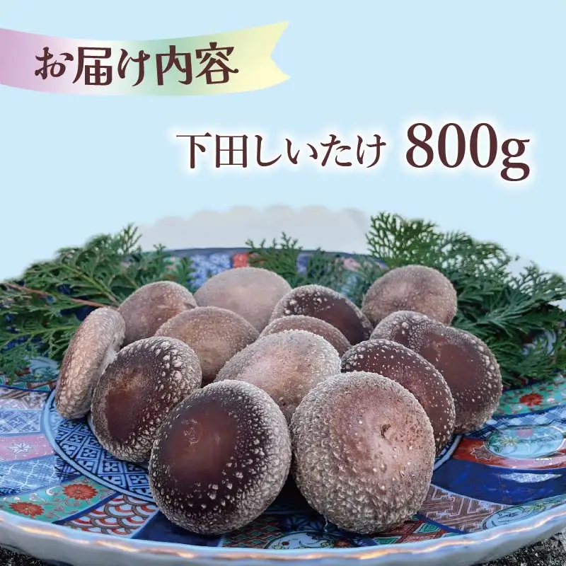 しいたけ 800g 椎茸 先行予約 菌床椎茸 きのこ 静岡 下田 伊豆 養鶏 farm1987