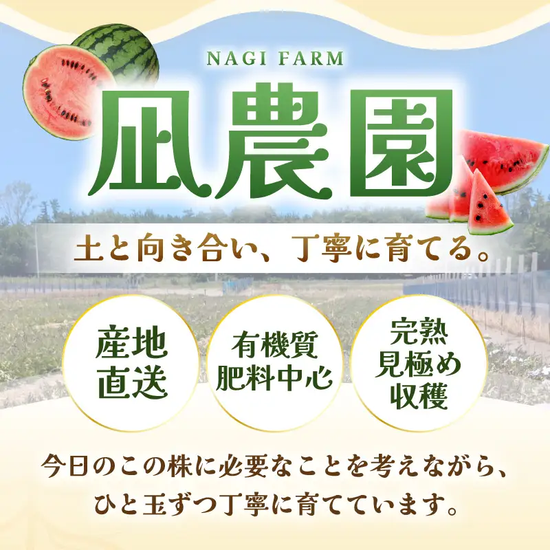 先行予約  大玉スイカ (赤肉) 1玉 糖度11.5度以上 2026年7月上旬以降順次発送予定 [A-22103]
