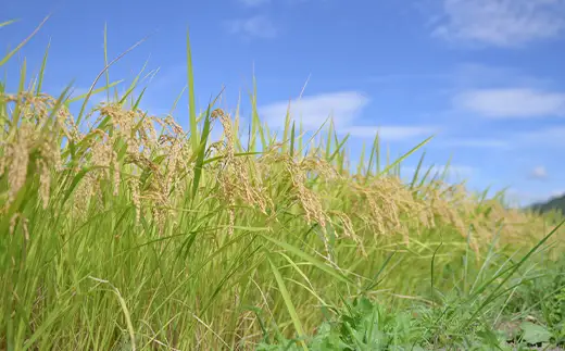 ≪2026年9月発送≫ 令和7年度 山形県産 はえぬき 10kg(5kg×2) 精米 白米 お米 米 米米 新米 ご飯 ごはん ブランド米 銘柄米 2025年産 令和7年度産 家庭用 自宅用 贈答用 お取り寄せ 食品 山形県 戸沢村  F7W-0292
