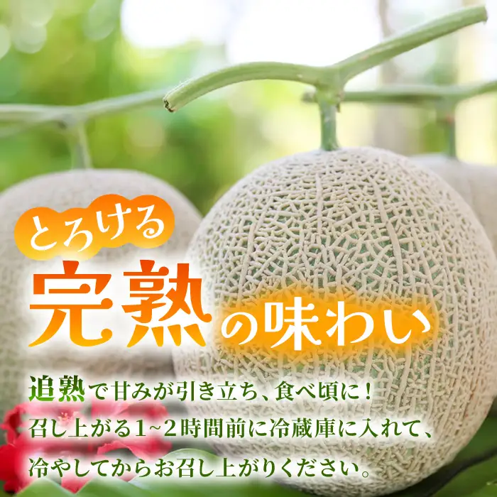 【2026年冬先行予約】宮古島産赤肉冬メロン 大玉1玉（2kg以上）【ブルータートルファーム】（DC014）