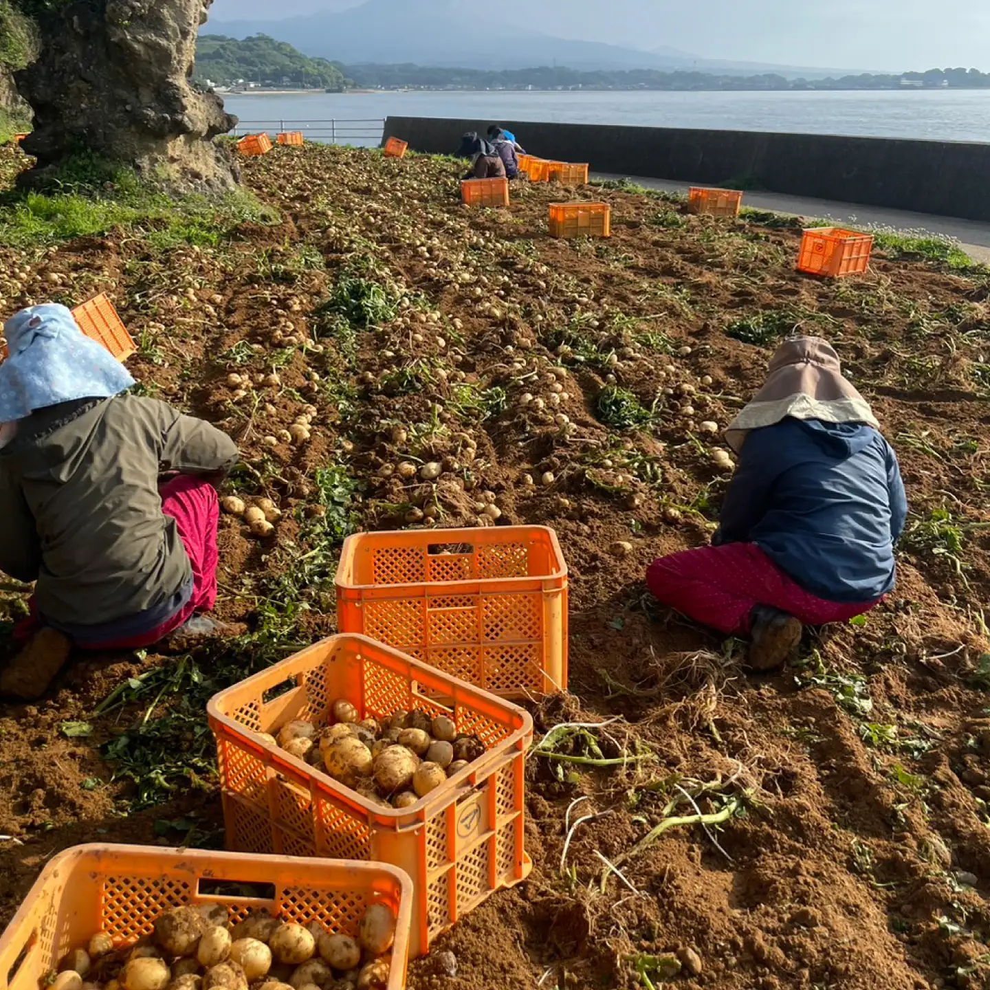 じゃがいも 約10kg 馬鈴薯 秋じゃが / ジャガイモ ばれいしょ 野菜 やさい 芋 / 南島原市 / 株式会社松尾青果[SGU004]