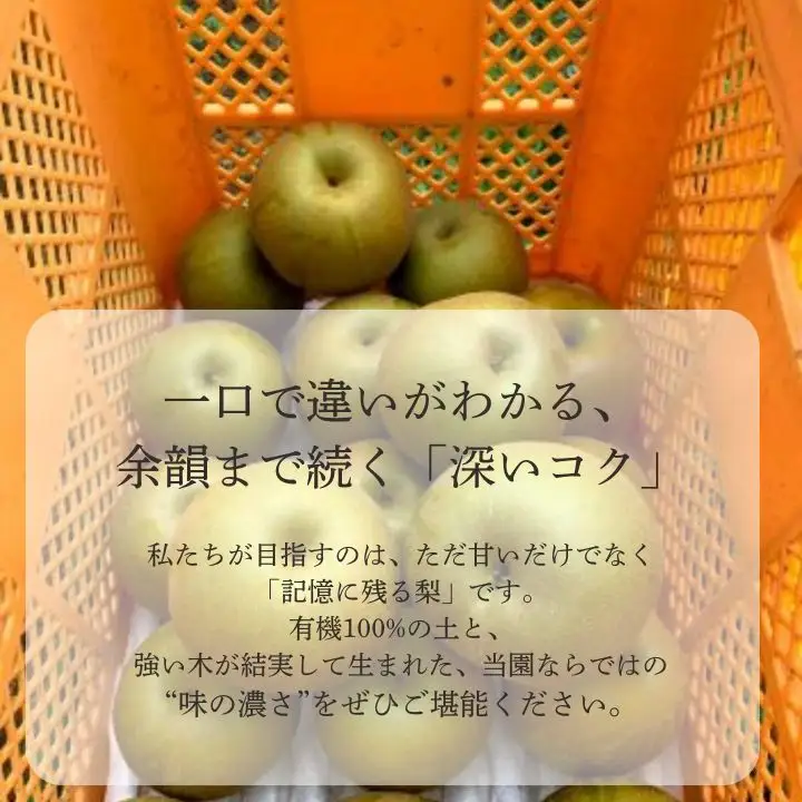 船橋のなし 幸水 5kg（大金園）