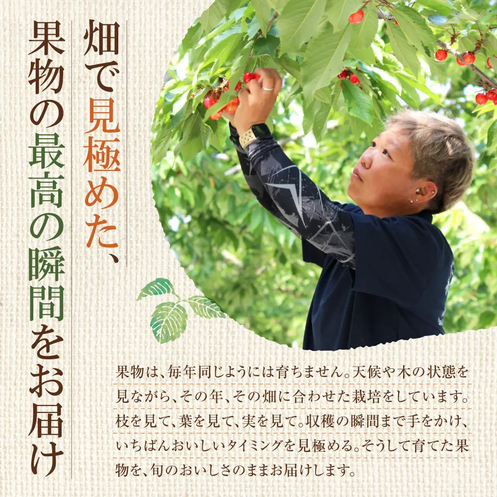 2027年発送【先行予約】令和9年産 さくらんぼ 佐藤錦【L～2Lサイズ】400g×2 【合同会社中川農園】_Y141-0004
