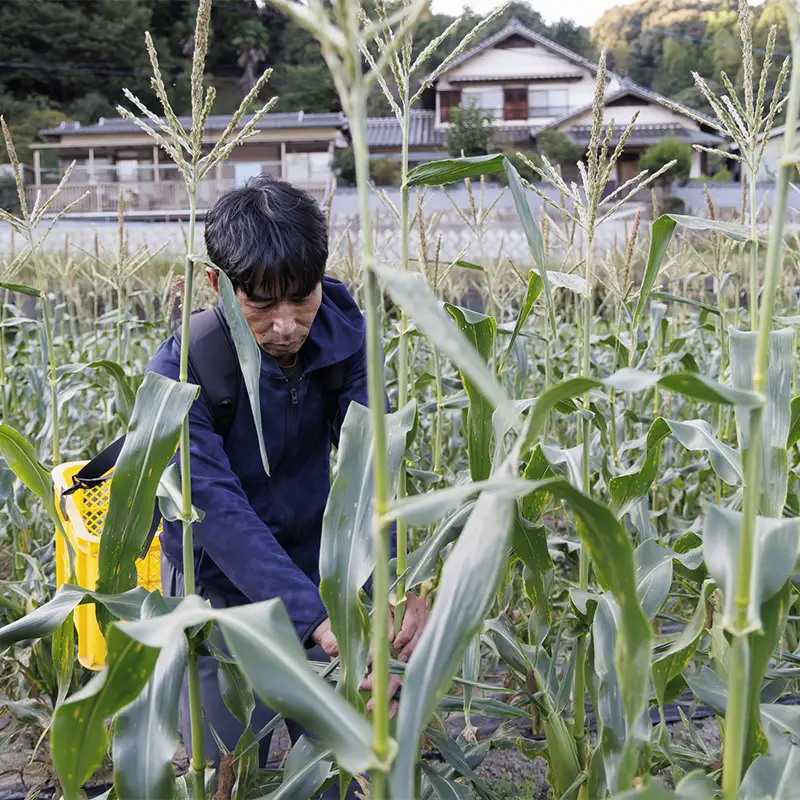 朝採り とうもろこし 10本 採れたて 朝採れ 糖度20以上 とうきび トウキビ トウモロコシ コーン 野菜 食品 F6L-1413