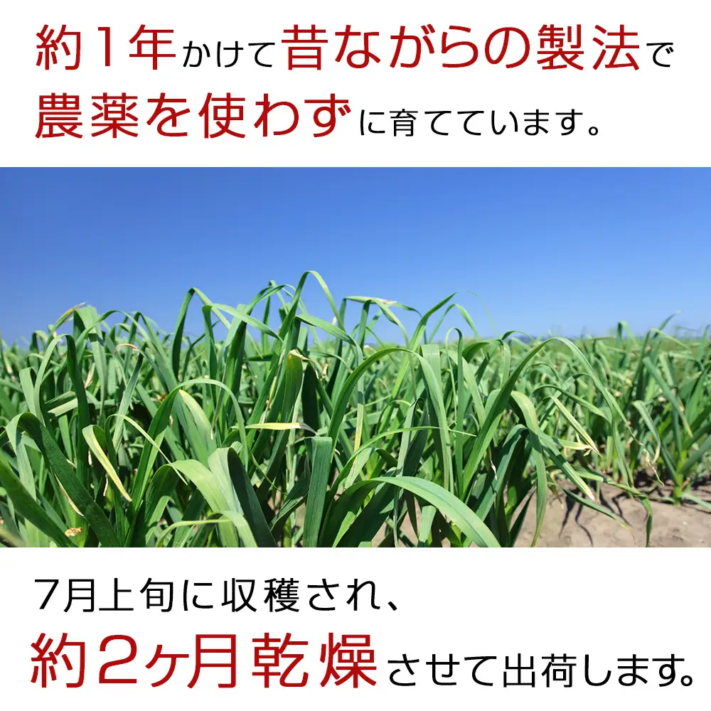 【数量限定】予約受付　無農薬ニンニク“Sサイズ”1kg（500g×2袋） 無農薬 にんにくガーリック