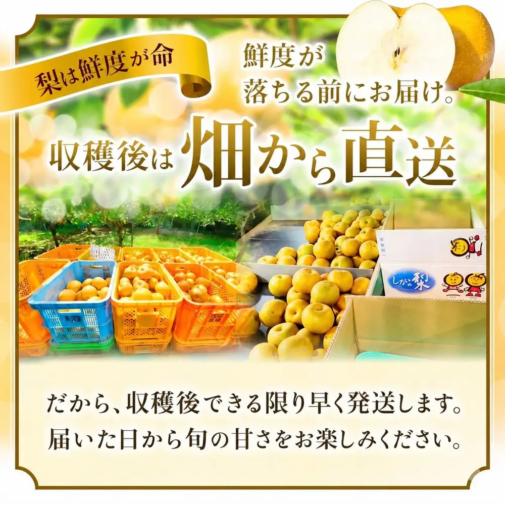 先行予約 あきづき3kg 贈答用
