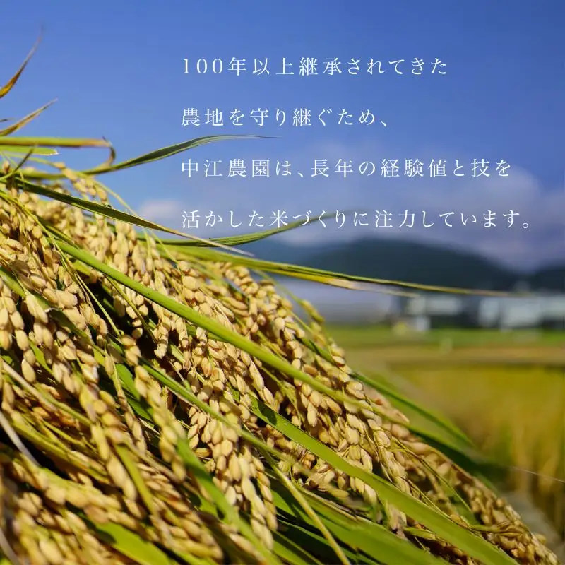 令和7年産 コシヒカリ 5kg 白米 米 数量 限定 こしひかり 5キロ 米5kg おにぎり