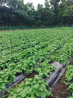 【農家直送！】熟成紅はるかの干しいも(無添加)　計450g（150g×3袋）[2026年11月上旬発送開始]　【07208-0849】