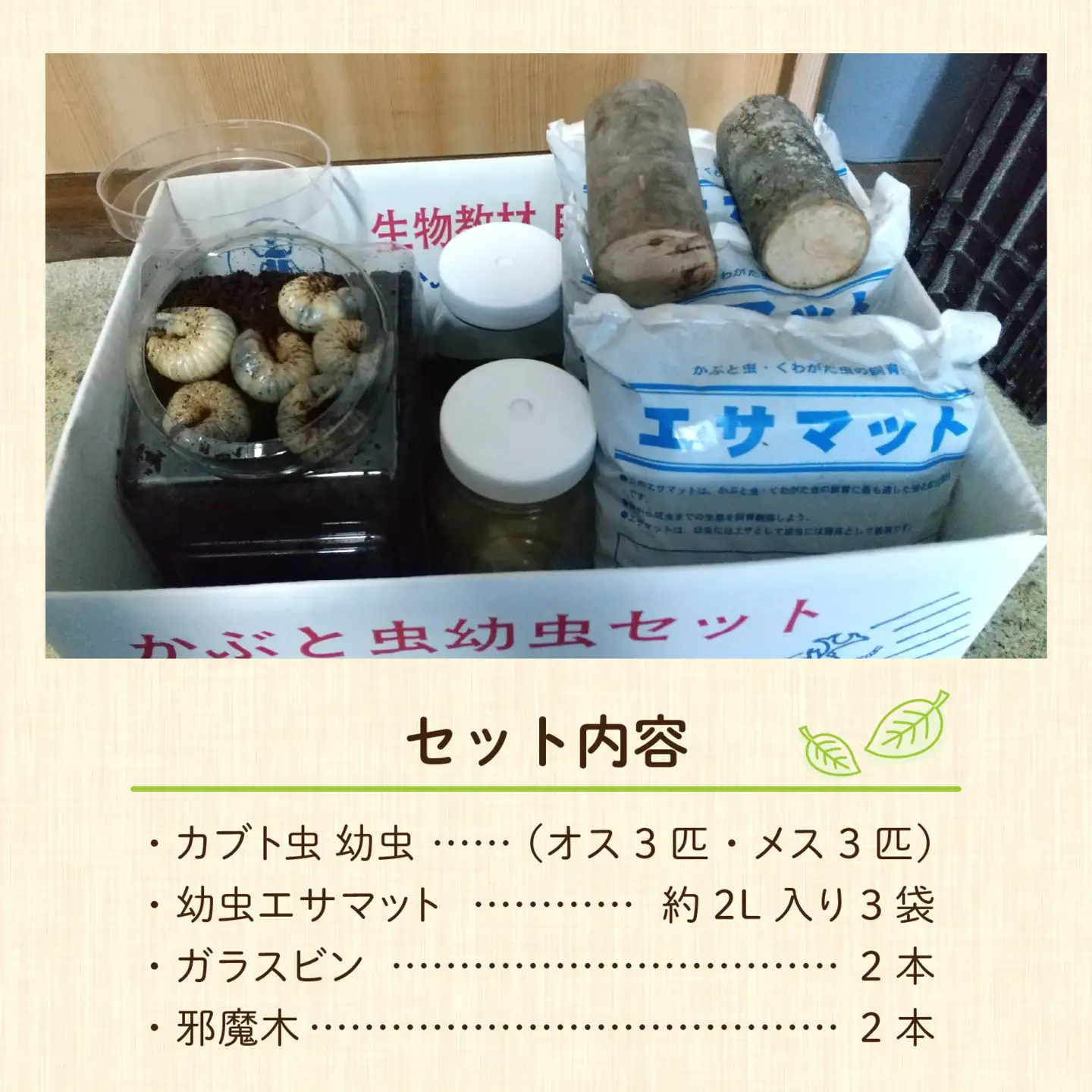 【先行予約】 カブト虫　幼虫・さなぎ観察セット 【2027年4月上旬順次発送】  [A-081005] カブトムシ カブトムシ