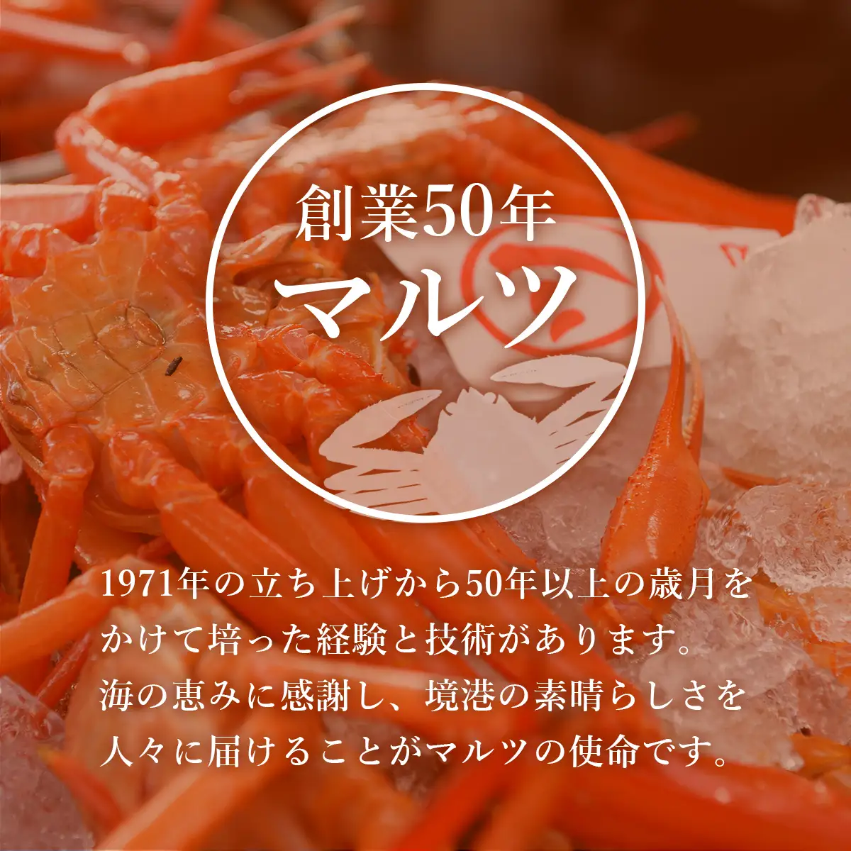 Y1094 【訳あり】活〆ボイル松葉がに2杯（500～700g×2杯）