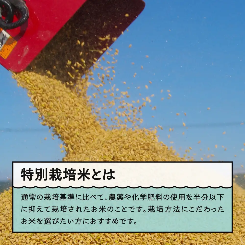 【先行予約】 新米 米 つや姫 10kg 精米 令和8年産 特別栽培米 2026年12月上旬発送 ※沖縄・離島への配送不可 ja-tssxb10-12f
