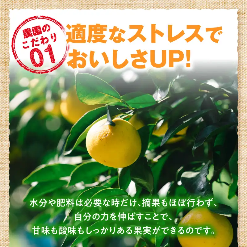 日向夏シロップ(150ml×2本セット) 日向夏 シロップ 柑橘