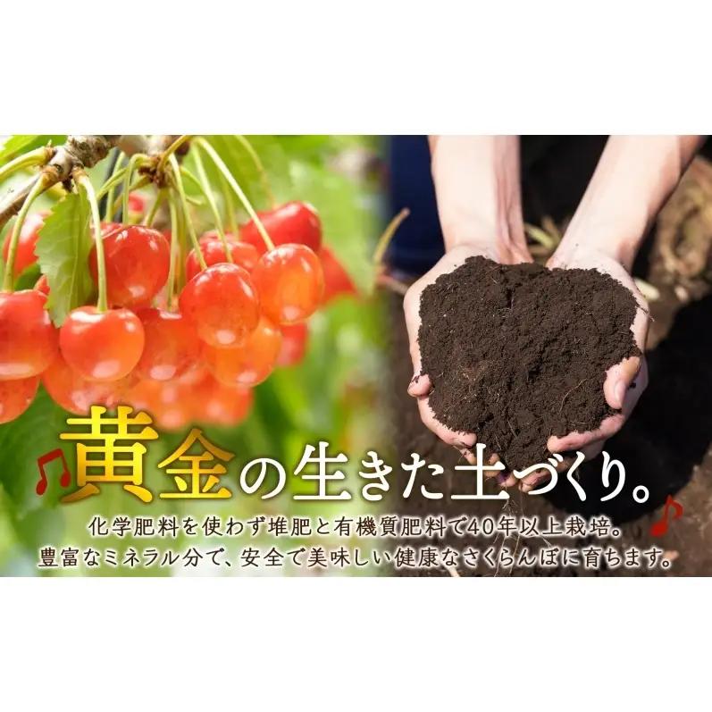 冷凍さくらんぼ 160g 3パック 480g 月山錦