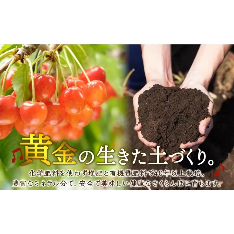 冷凍さくらんぼ 48粒 月山錦 冷凍 さくらんぼ