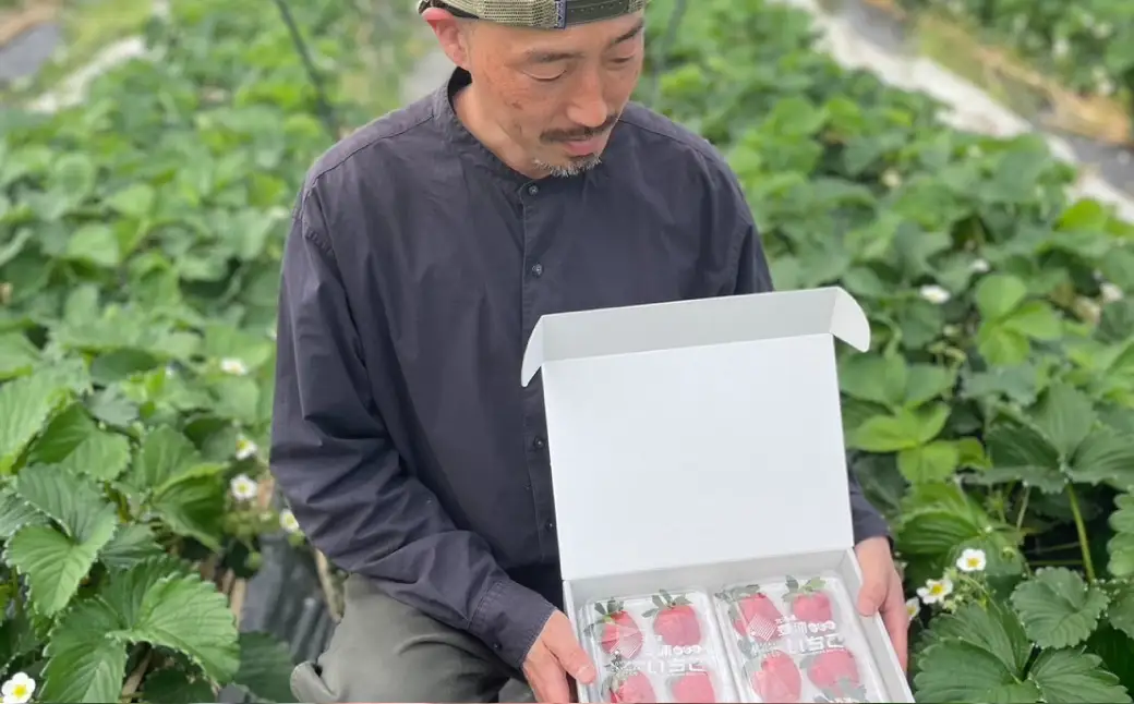 初摘みいちごけんたろう 自然の循環の中で育った、はじまりの一粒 1箱2パック入り いちご 苺 イチゴ フルーツ くだもの デザート 国産 北海道 豊浦町 【2027年5月上旬～6月上旬頃まで発送予定】