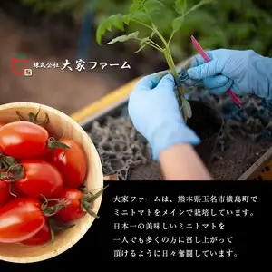 『大家ファーム』の ミニトマト アイコ 1kg 熊本県玉名 | トマト ミニトマト 野菜 やさい アイコ 熊本県 玉名市