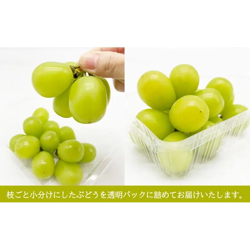 フルーツ定期便 桃 ぶどう 梨 お一人様向け 岡山県産 フルーツ定期便【6回コース】【先行予約】