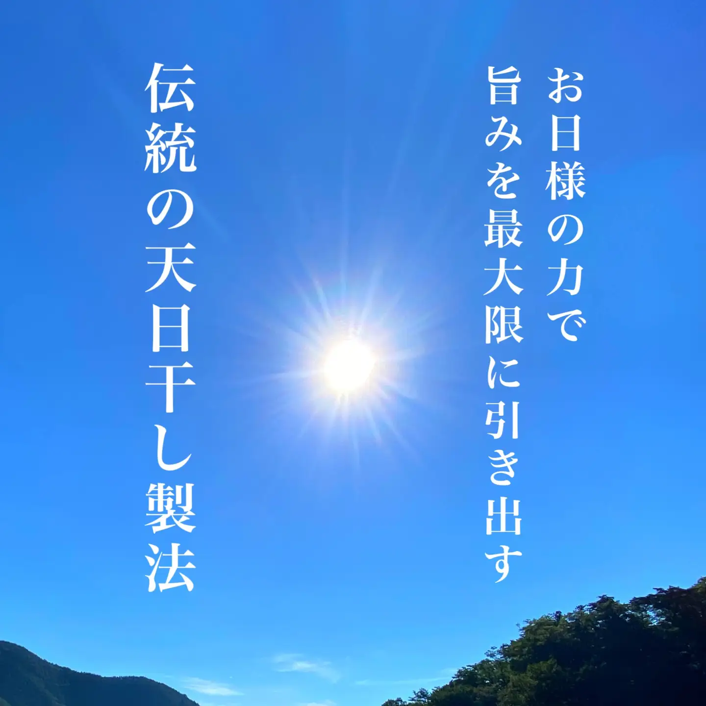 訳あり 真イカ の 丸干し 1kg 【 いか イカ 】