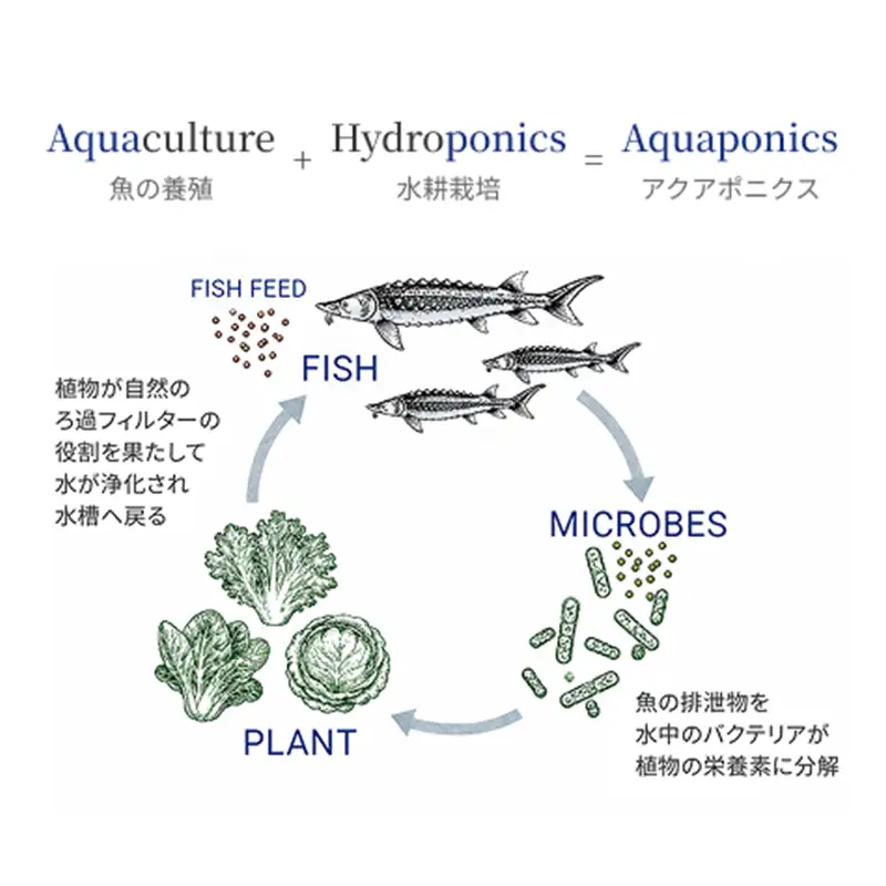 【8月中旬以降発送】 三陸キャビア 大船渡のしずく 15g キャビア 大船渡産