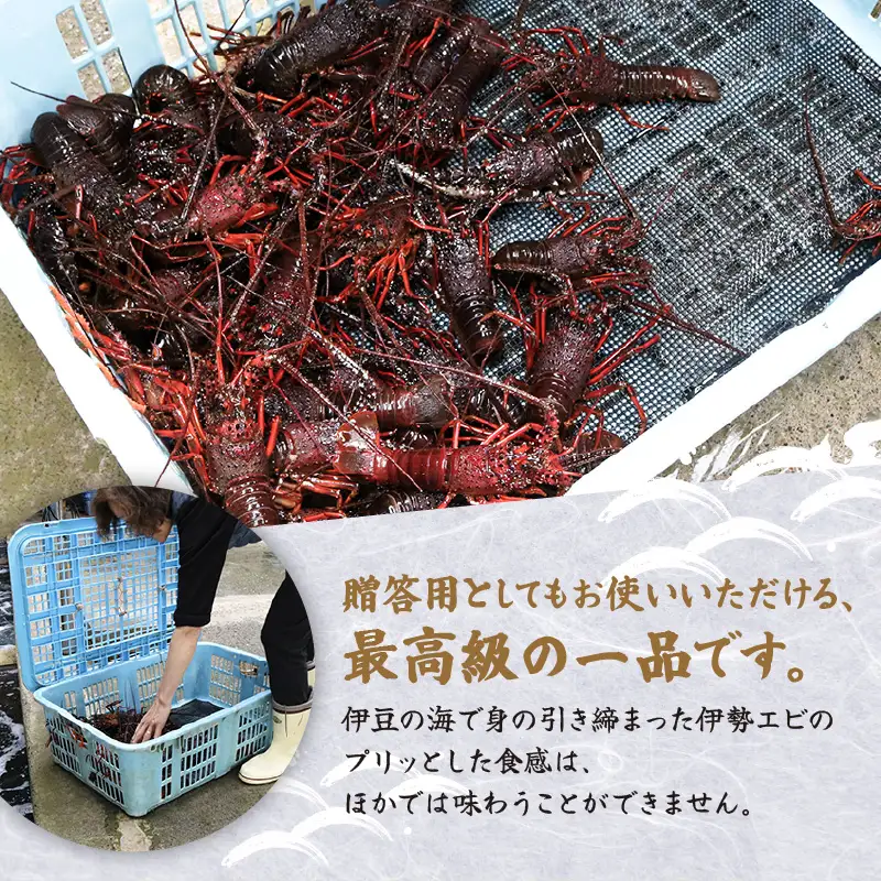 【伊勢海老】1.5kg 冷凍 活き締め 下田産