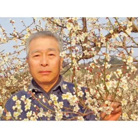 【梅干・梅酒用等】紀州和歌山の熟南高梅(約3kg+3%)【6月下旬～7月中旬順次発送】【配送不可地域：離島・北海道・沖縄県】【1738055】