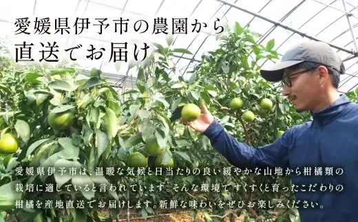 【2027年先行予約】甘平 みかん 愛媛 約3kg M～3Lサイズ混合 数量限定 先行予約 柑橘 伊予市【2月上旬から順次発送予定】｜B553