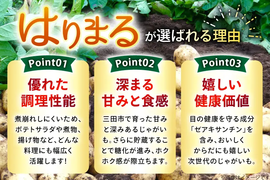 じゃがいも はりまる 1kg 【期間限定発送】
