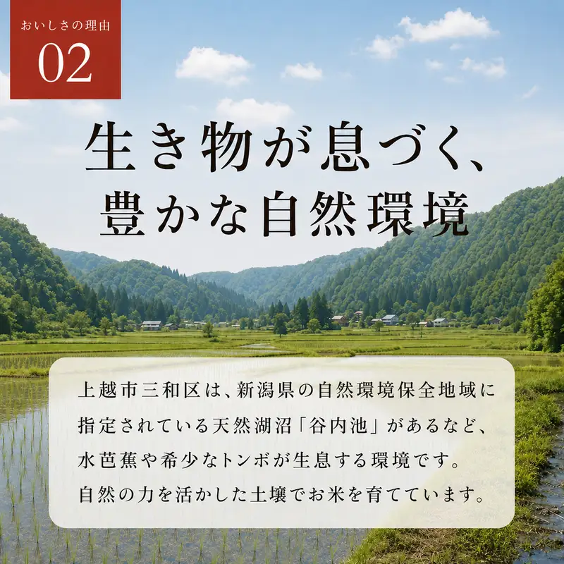 【先行予約】新米 コシヒカリ 5kg 秋山農場 コシヒカリ