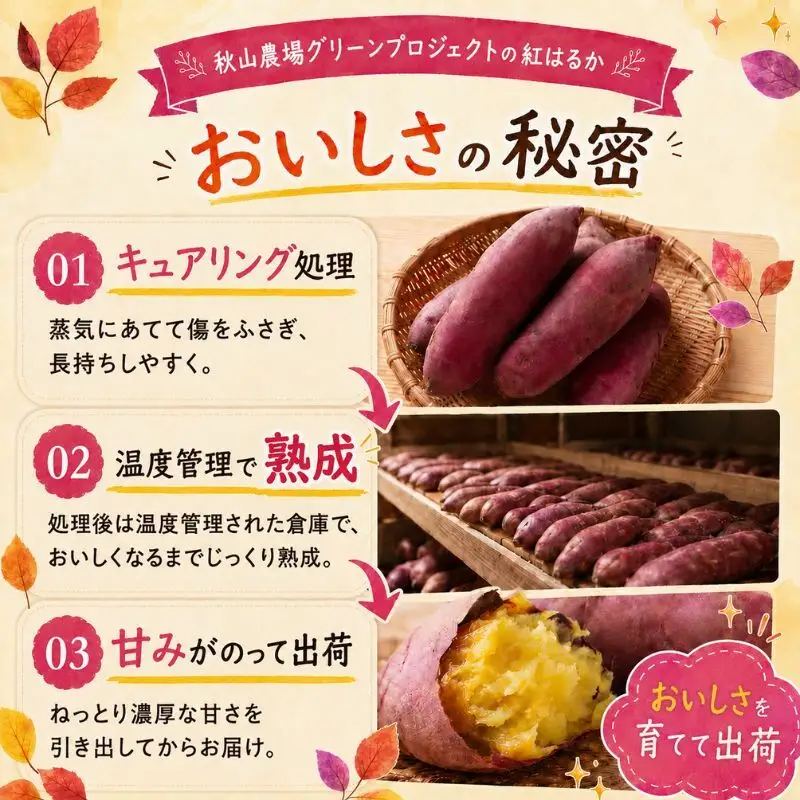 【先行予約】紅はるか さつまいも 約2kg 秋山農場 さつまいも