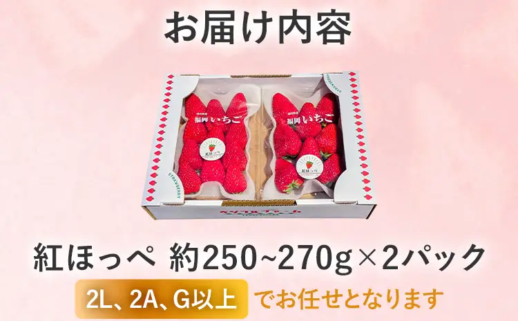 いちご   農家直送完熟いちご 紅ほっぺ 2パック 【2027年2月上旬～4月末頃に順次発送】 いちご  