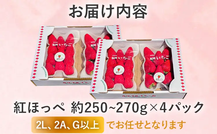いちご   農家直送完熟いちご 紅ほっぺ 4パック 【2027年2月上旬～4月末頃に順次発送】 いちご  
