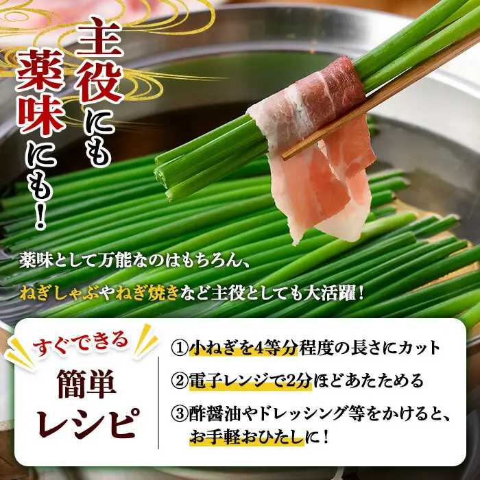 小ねぎ(計1.6kg・100g×16束) 葱 薬味 野菜 【葱屋おおくぼ】【110701100】