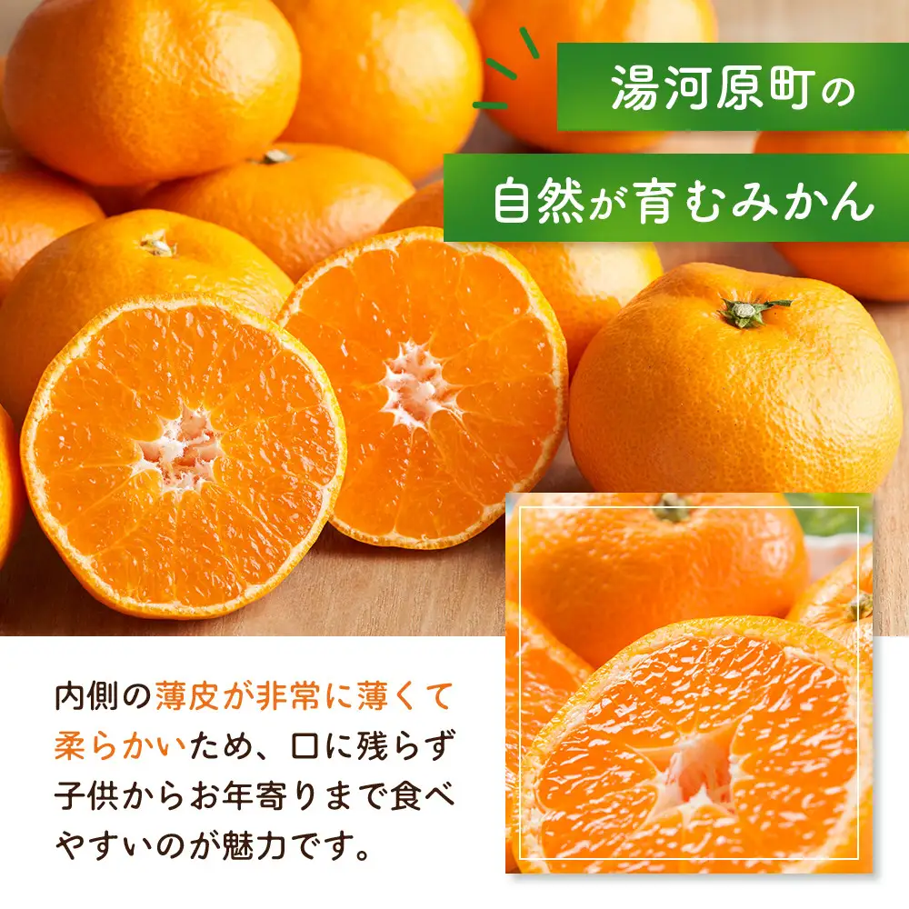 宮川早生みかん 10kg | 湯河原町 みかん 柑橘 旬 宮川早生 10kg フルーツ