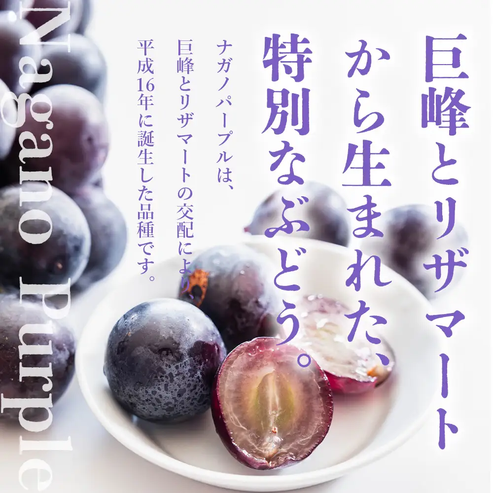 【先行受付 2026年発送】ナガノパープル2房セット【配送不可地域：離島・北海道・沖縄県・東北】【1345435】