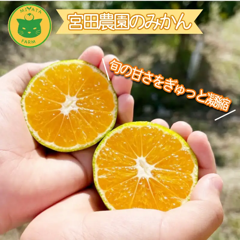 【2026年11月発送】 温州みかん 3kg 秀品 みかん