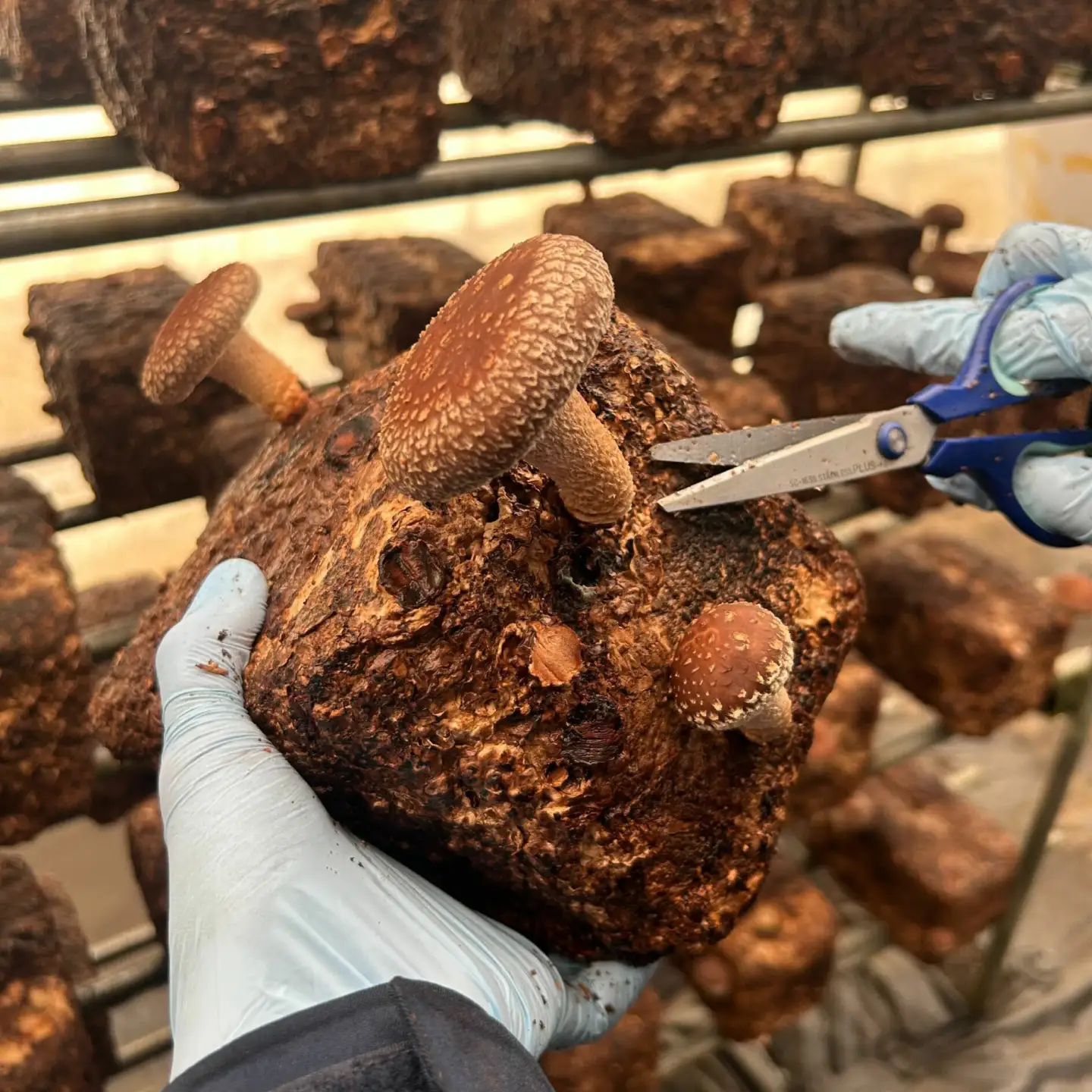 【先行予約】【数量限定150セット】不揃い肉厚しいたけ 約1kg　しいたけ シイタケ 椎茸 きのこ キノコ 不揃い 神奈川 横須賀[AKIO001]
