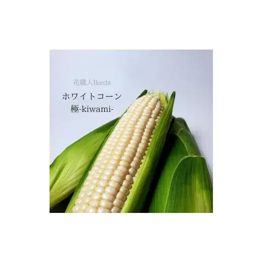 N176　ホワイトコーン極－Ｋｉｗａｍｉー（レギュラー）