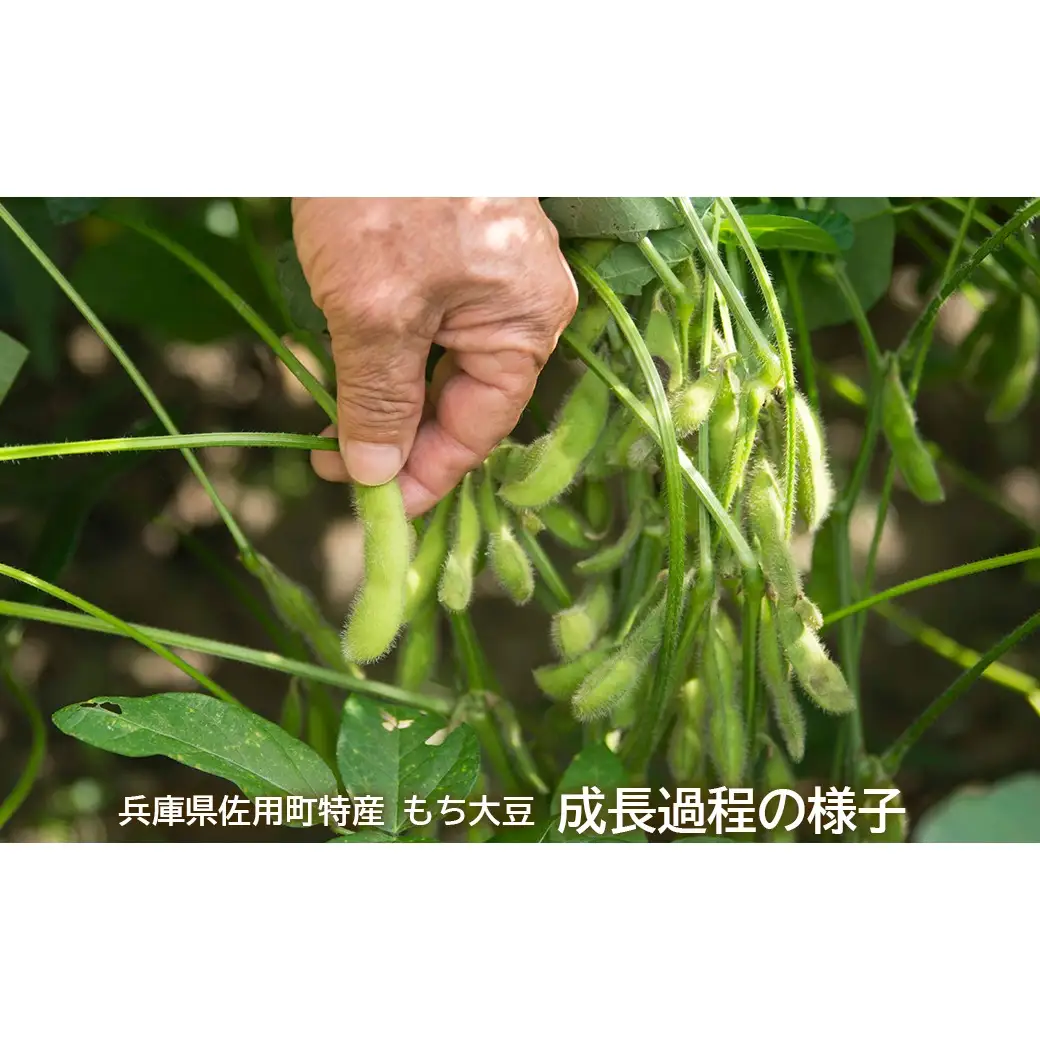 もち大豆醤油 900ml×4本 天然醸造 杉桶仕込み 佐用町特産 もち大豆使用
