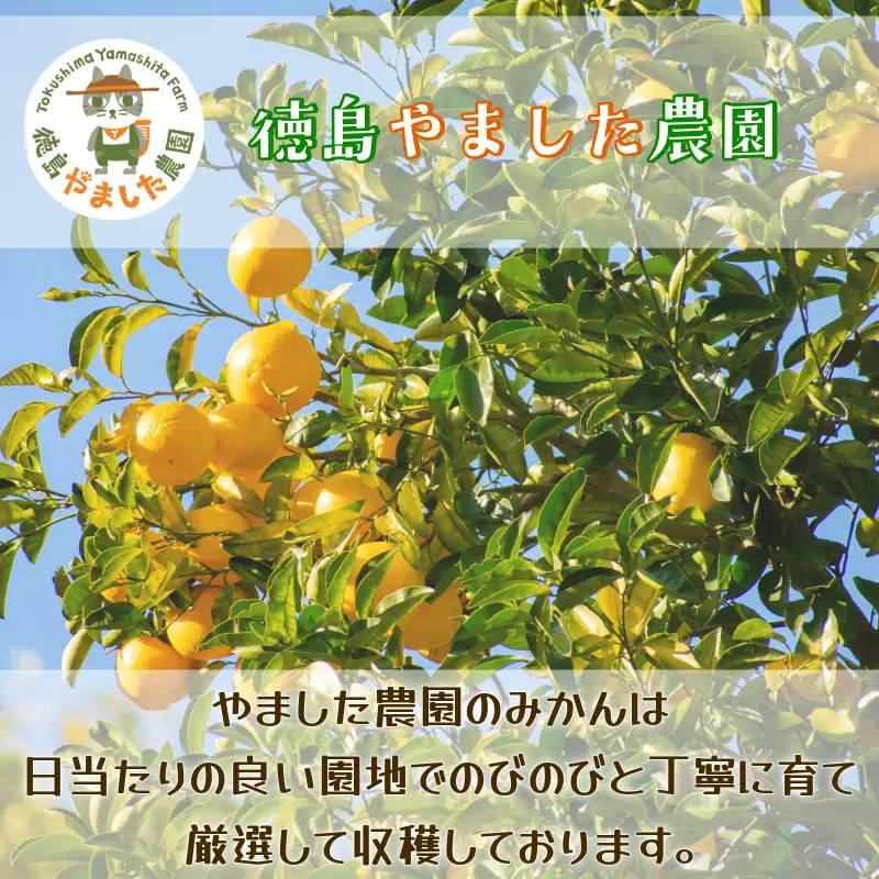 【先行予約】【2026年10月下旬順次発送】 早生みかん 5kg みかん 早生 柑橘 果物  国産 農家直送 徳島県 小松島市