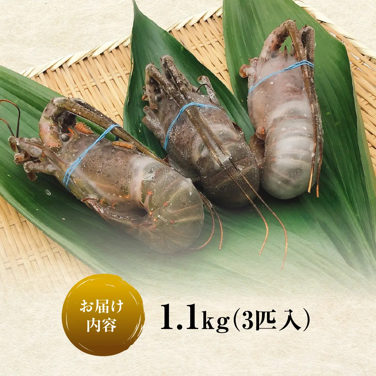 C114 冷凍伊勢えび１.１kg(300～400g×３匹入) ONJA037