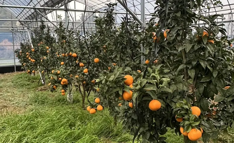 【2027年先行予約】みかん 愛果48号 5kg Mサイズ バラ詰め 贈答用 【2027年3月中旬より順次発送予定】 紅プリンセスと同一品種 農園直送 愛媛 数量限定 愛媛県産 人気 柑橘 伊予市｜C192