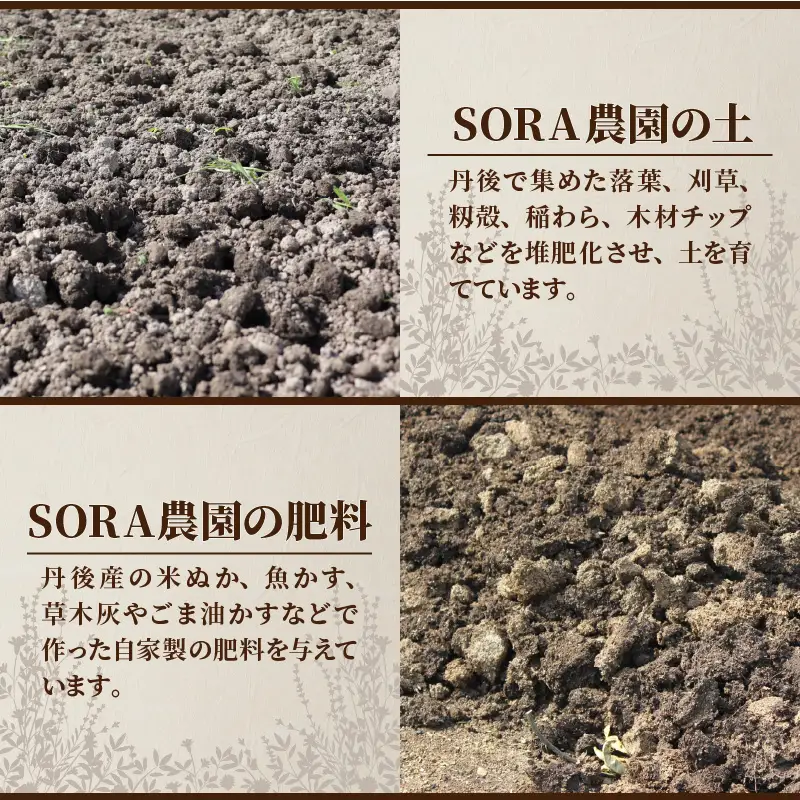 【6月上旬～順次発送】SORA農園の有機ビーツ3kg　有機野菜 有機農園 オーガニックファーム オーガニック野菜 有機栽培 ビーツ