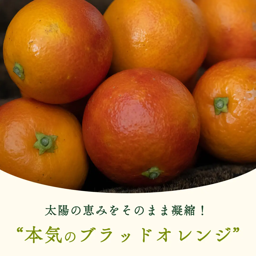 【 先行予約 】 瀬戸内 オーガニック ブラッドオレンジ 5kg (40～50個程度)+お試しオーガニックレモン1個 【2027年2月下旬以降発送】 