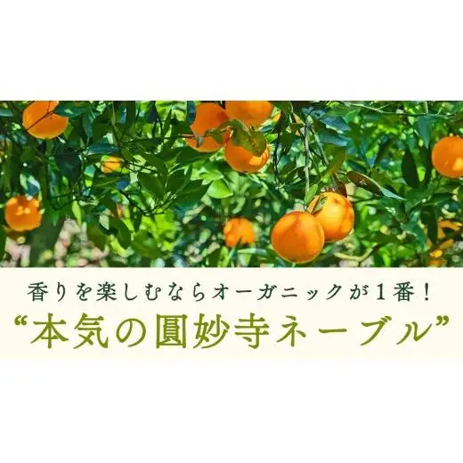【 先行予約 】 瀬戸内 オーガニック 圓妙寺 ネーブル 5kg ( 15～25個程度 )+お試しオーガニックレモン1個 【2027年1月中旬以降発送】 